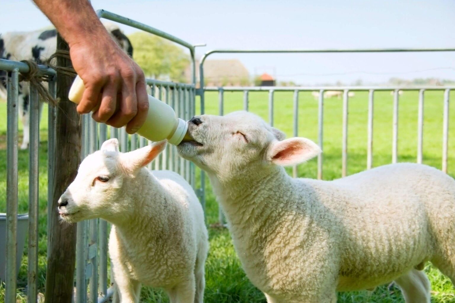 Cannon Hall Farm with farm animals and family-friendly outdoor activities.