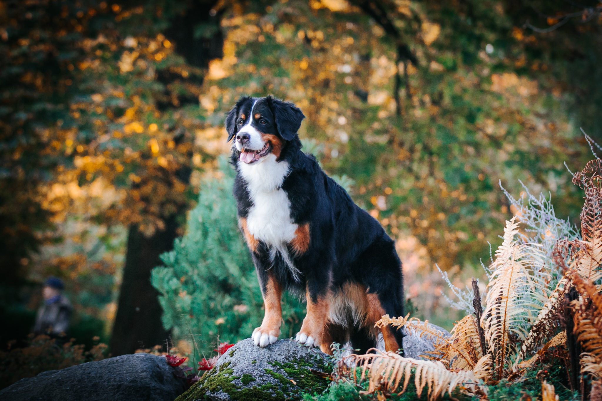 Bernese Mountain Dog