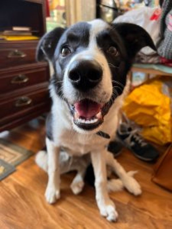 Border Collie