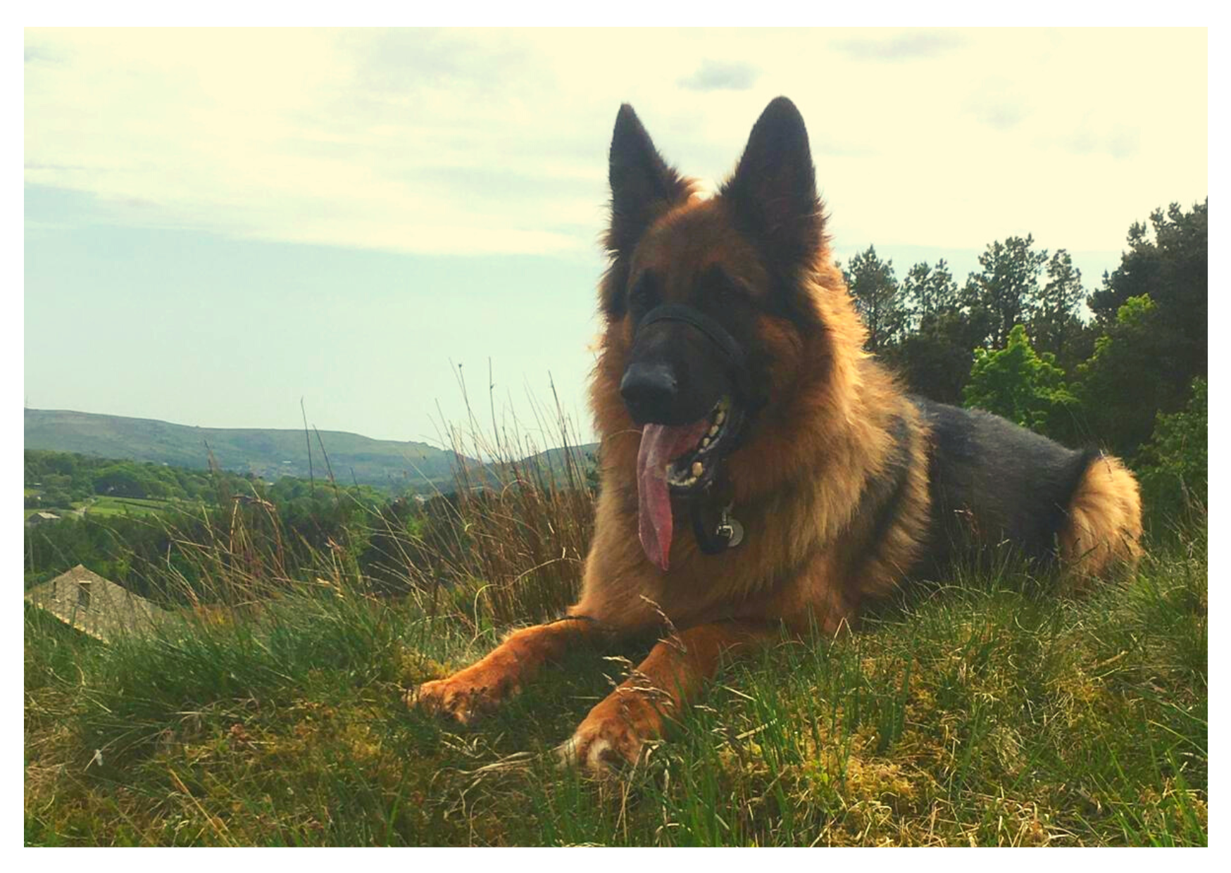 German Shepherd