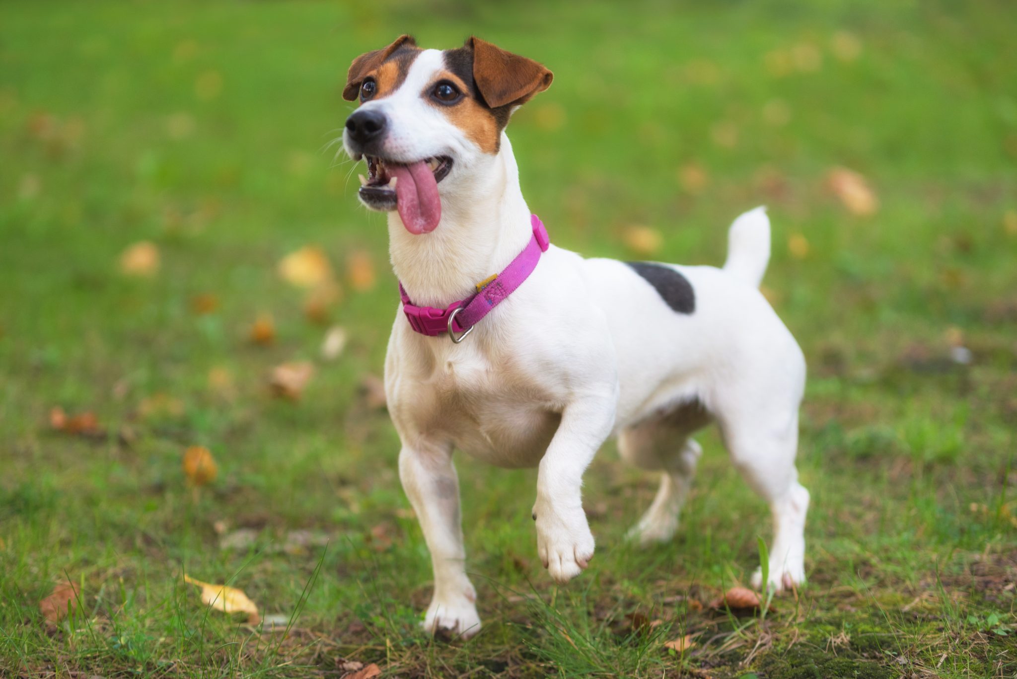 Jack Russell
