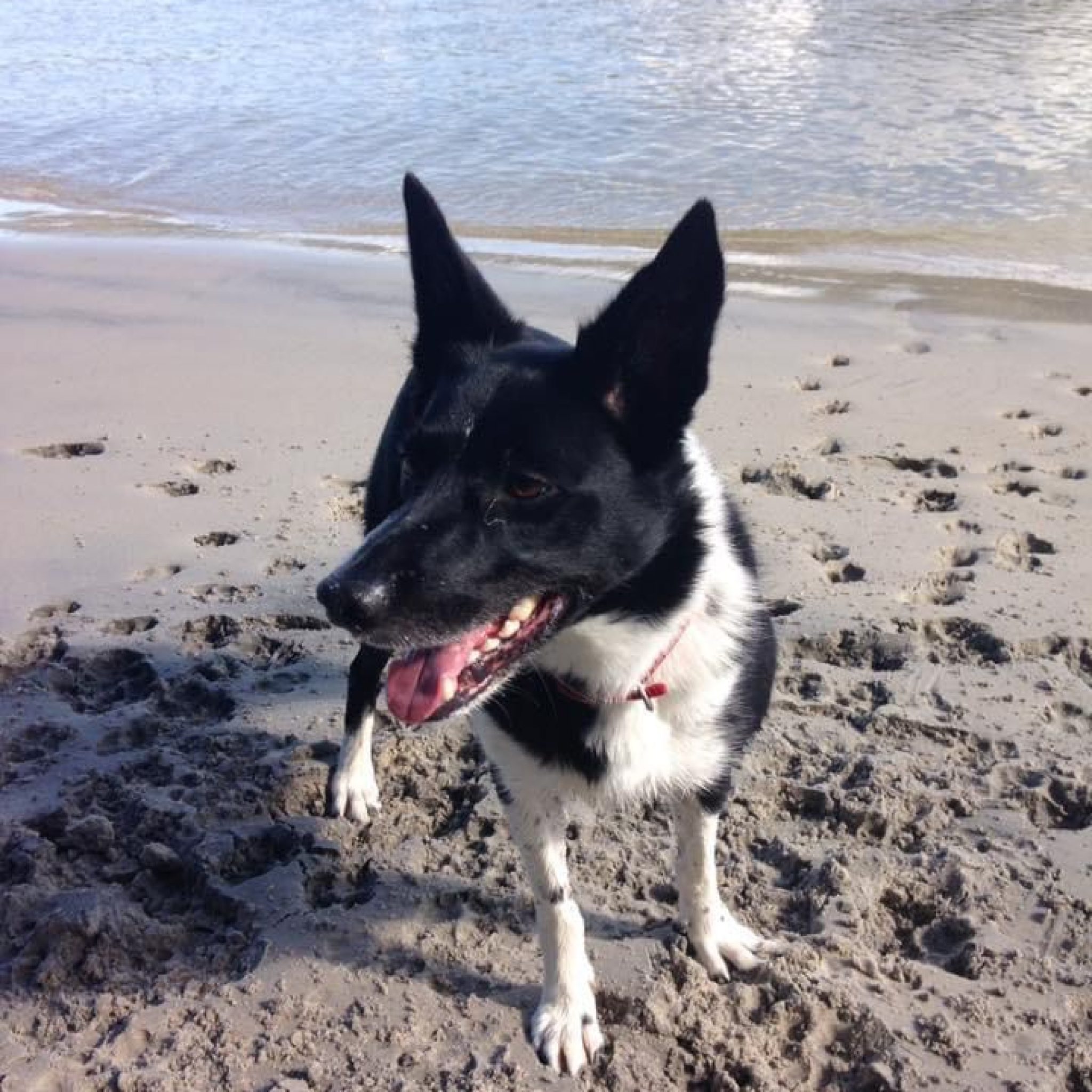 Positive reward-based training will help keep them well behaved and cheerful.