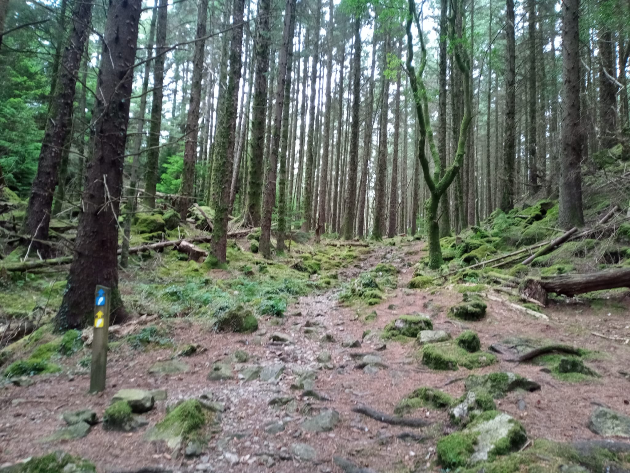 Trail running